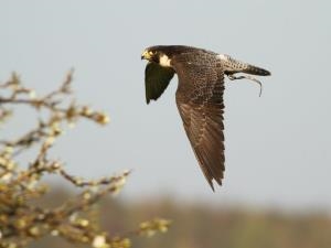 Peregrine Falcon