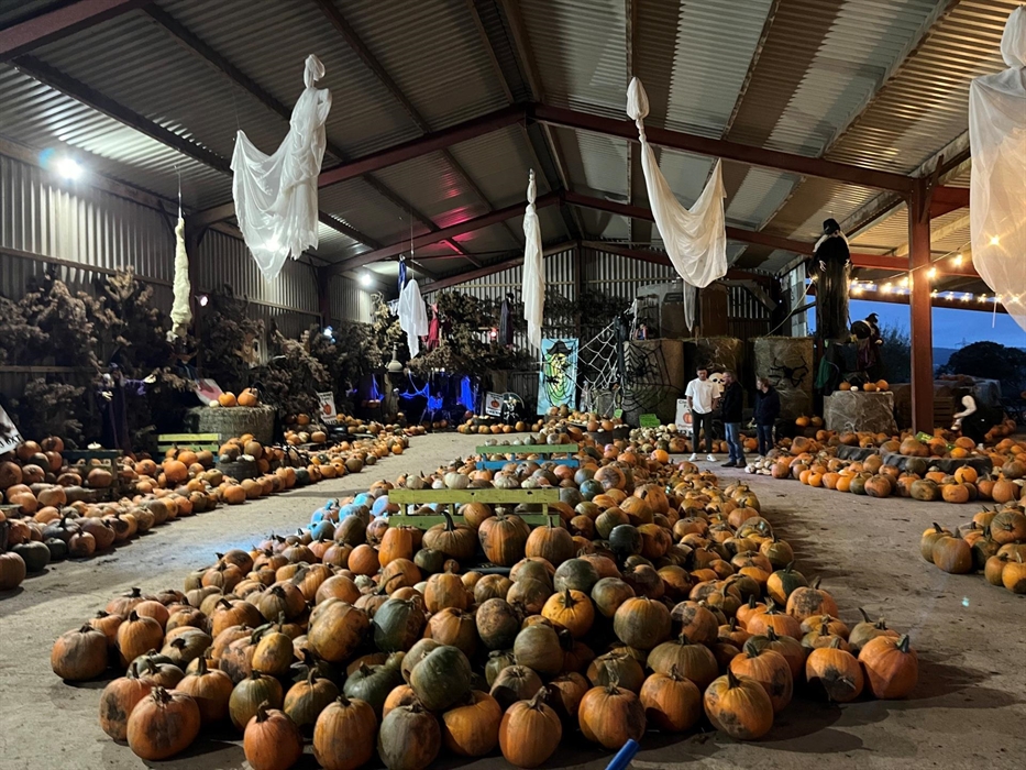 Pumpkin Picking at Clearwell Farm