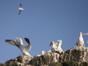 Grassholm's Gannets