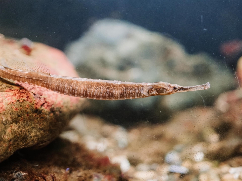 A greater pipefish streatching our from a rock as if it is posing for the camera.