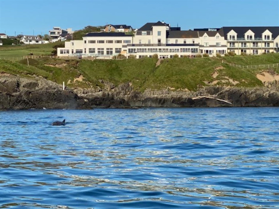 Dolphins at The Cliff Hotel & Spa