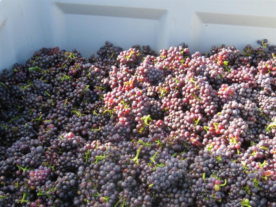 Pinot Noir at Velfrey Vineyard in Pembrokeshire