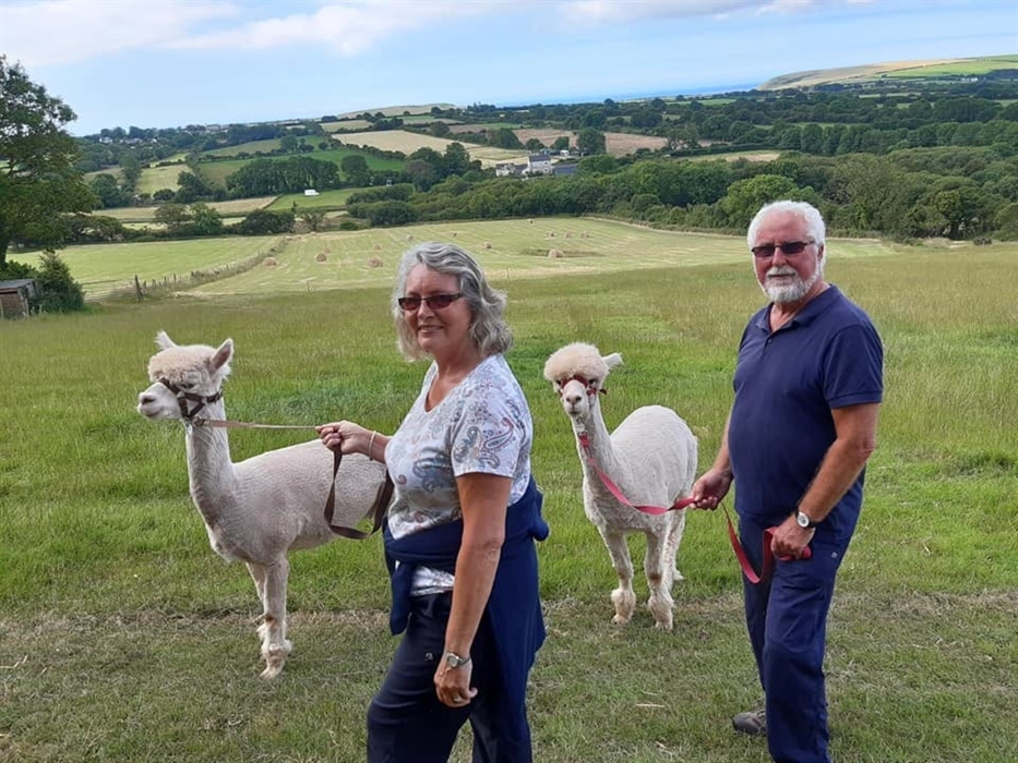 Pembrokeshire Alpaca Trekking