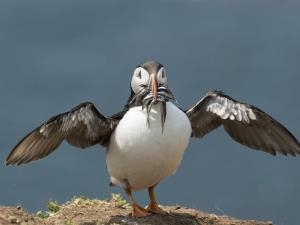 Puffin with Sandeels