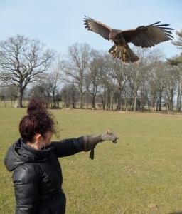Falconry Experiences