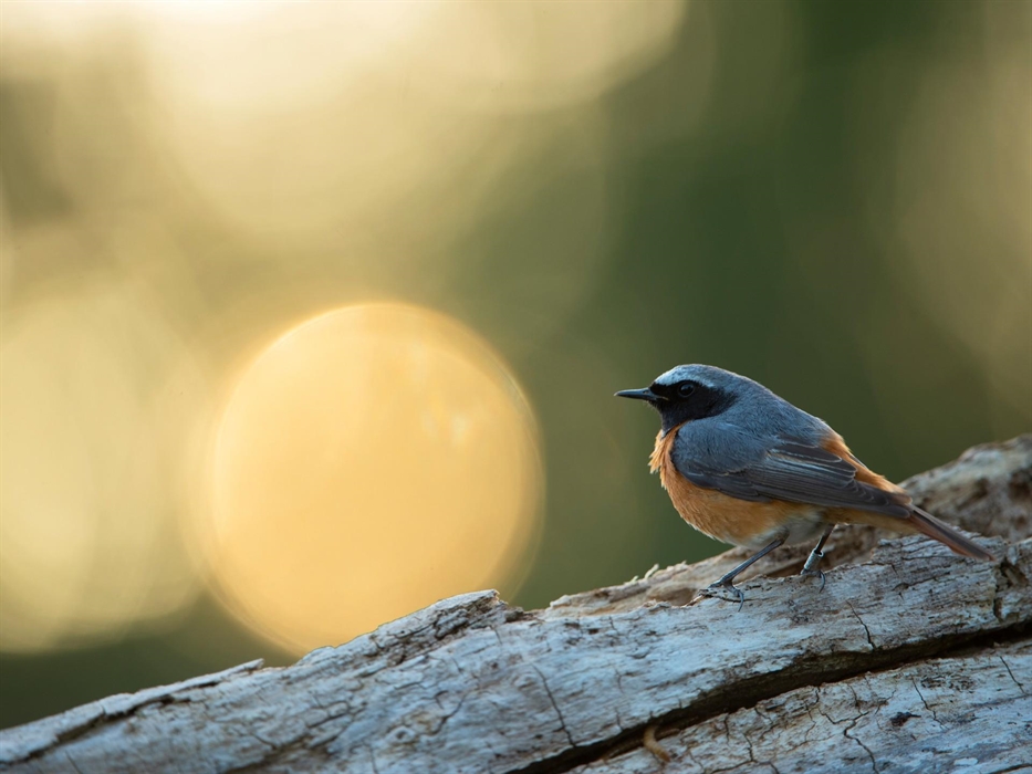 Redstart - Image Credit: Ben Andrew