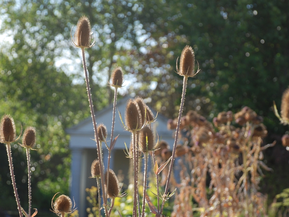 Cowbridge Physic Garden