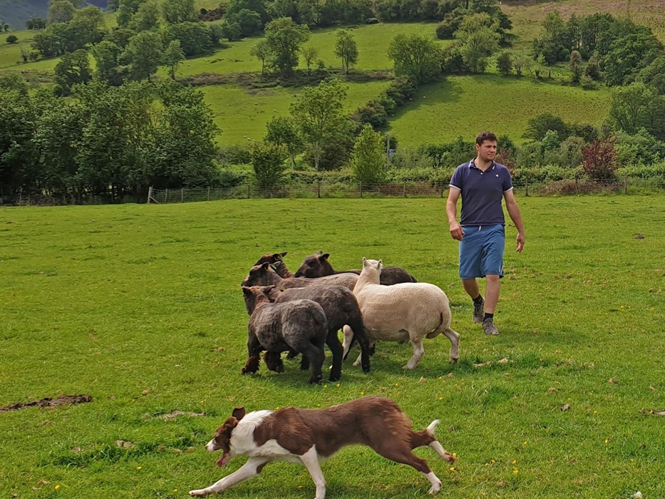 sheep dog herding in Wales