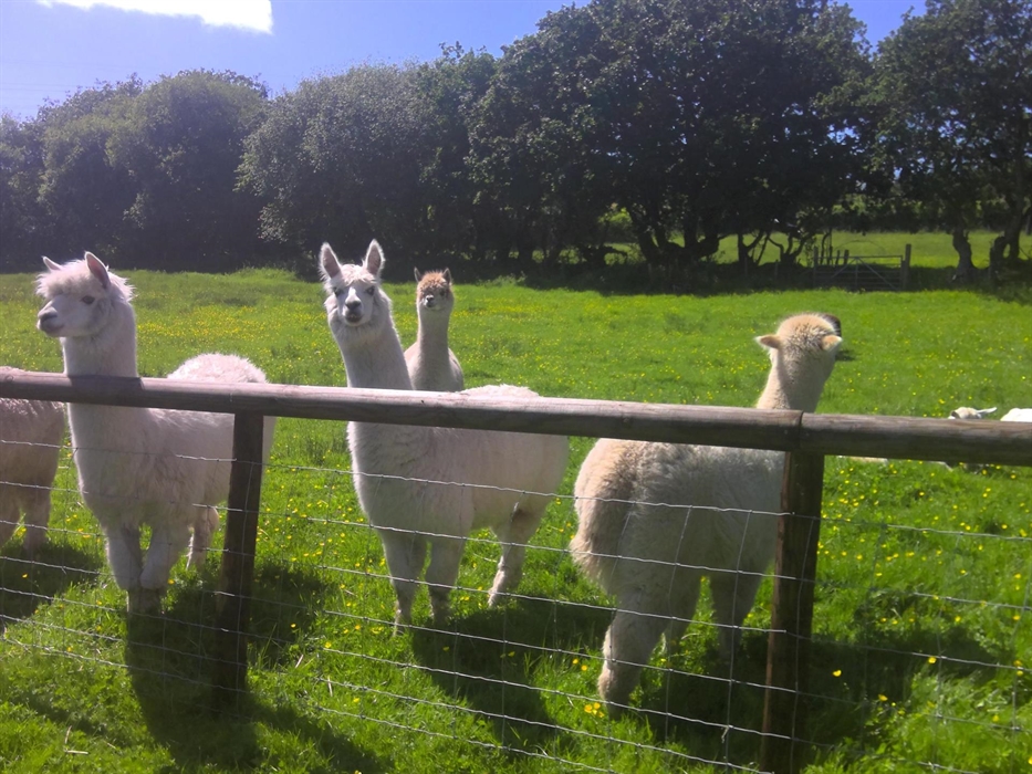 Alpacas are lined up against the fence of the viewing gallery awaiting guests to feed them.