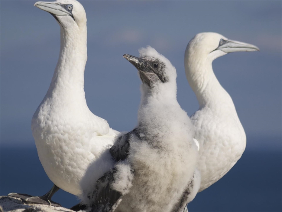 Gannet family on Grassholm