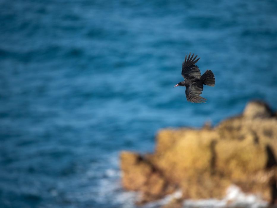 Chough - Image Credit: Ben Andrew