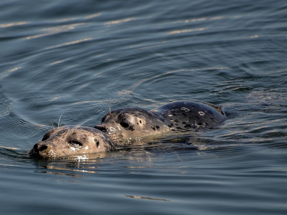 Seal and pup