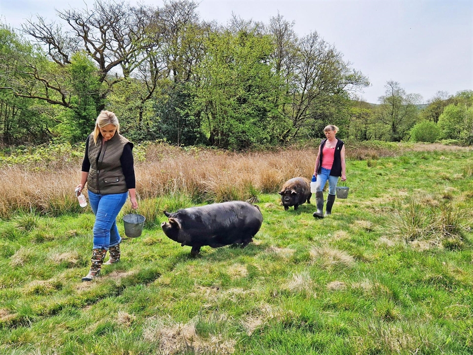 Quiet walks with pigs along a scenic valley
