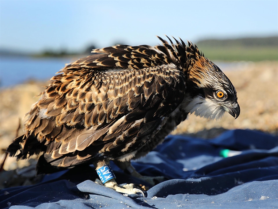 Osprey fledgling (Brenig Osprey Project)