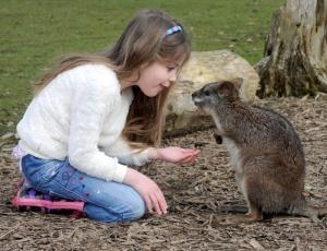 Wallaby and child
