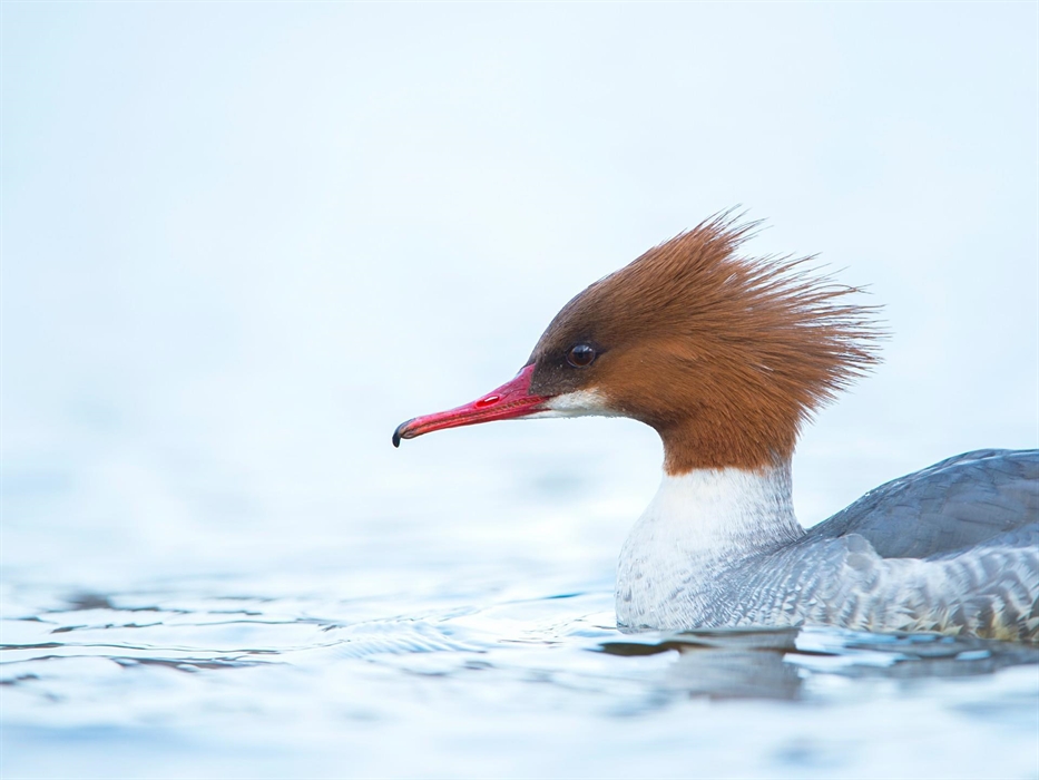 Goosander - Image Credit: Ben Andrew