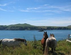 Horses on Treginnis