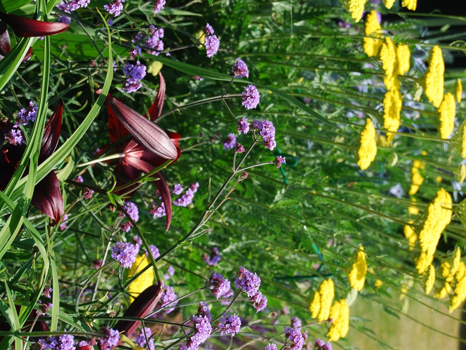 Plenty of pollinators