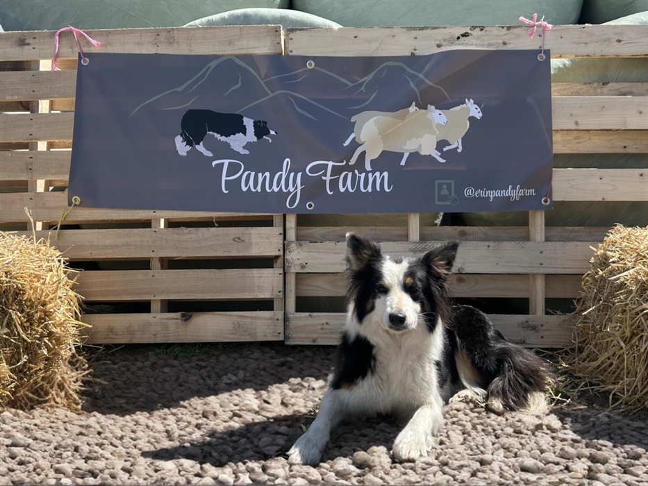 Del, the faithful sheepdog