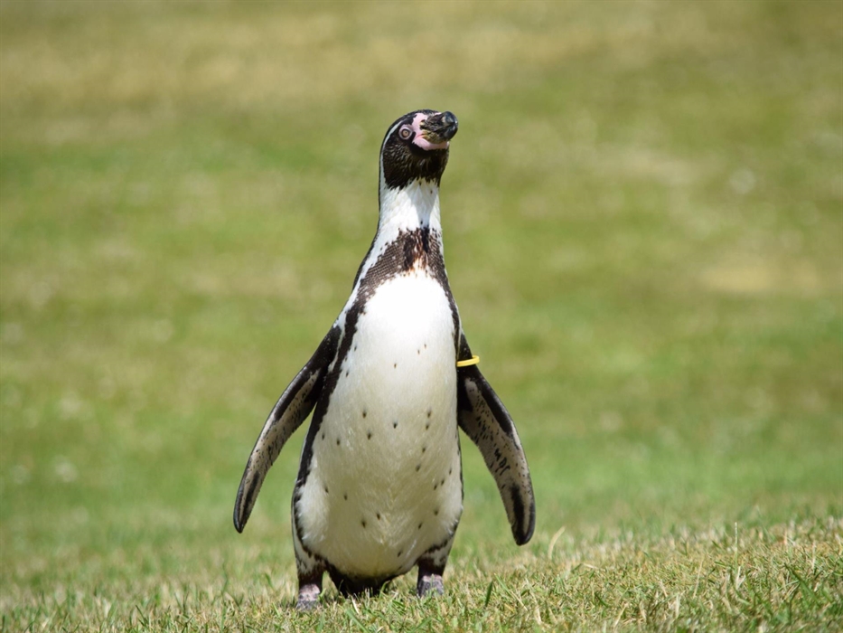 Humboldt Penguin