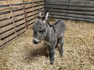 Donkey at Raglan Farm Park