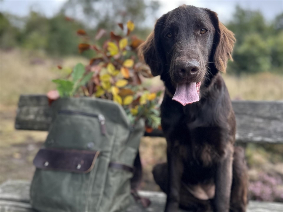 Take a walk in Radnor Forest