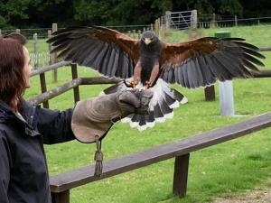 Harris Hawk