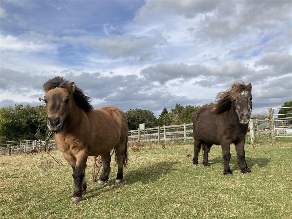 Two Shetland ponies in a field with the wind blowing their hair back, both facing the camera.