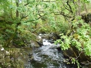 Coed Ganllwyd Nature Reserve