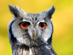 Falconry Experience Wales