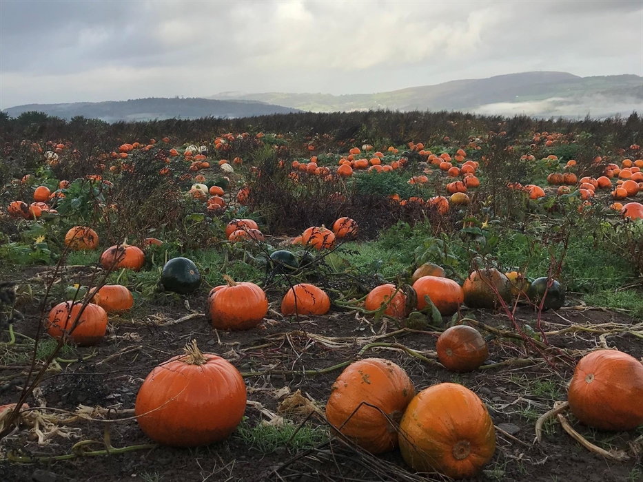 Clearwell Farm pick your own pumpkins