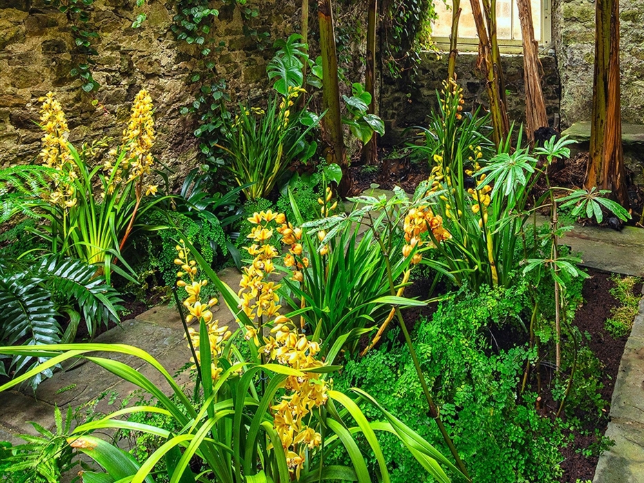 Ninfarium orchid display