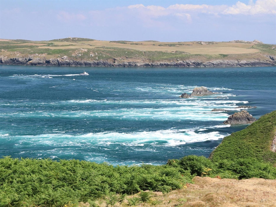 Wildlife boat trips to see the porpoise in the white water in Ramsey Sound on a traditional boat trip or on a fast RHIB