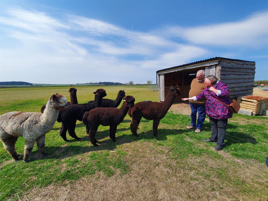 Alpaca Walking at Sweet Home Alpaca