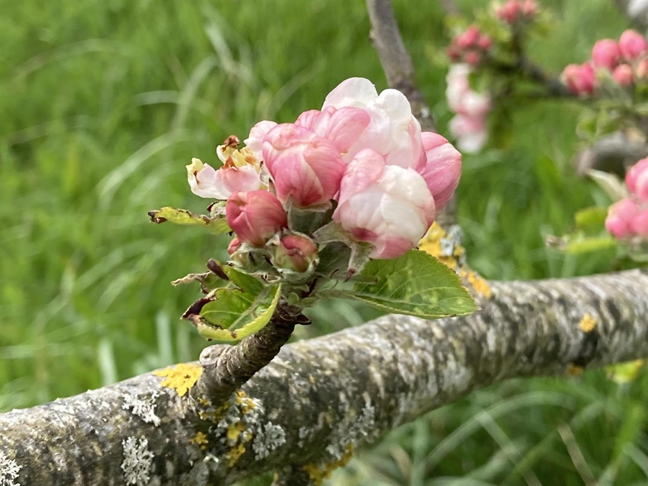 Apple blossom