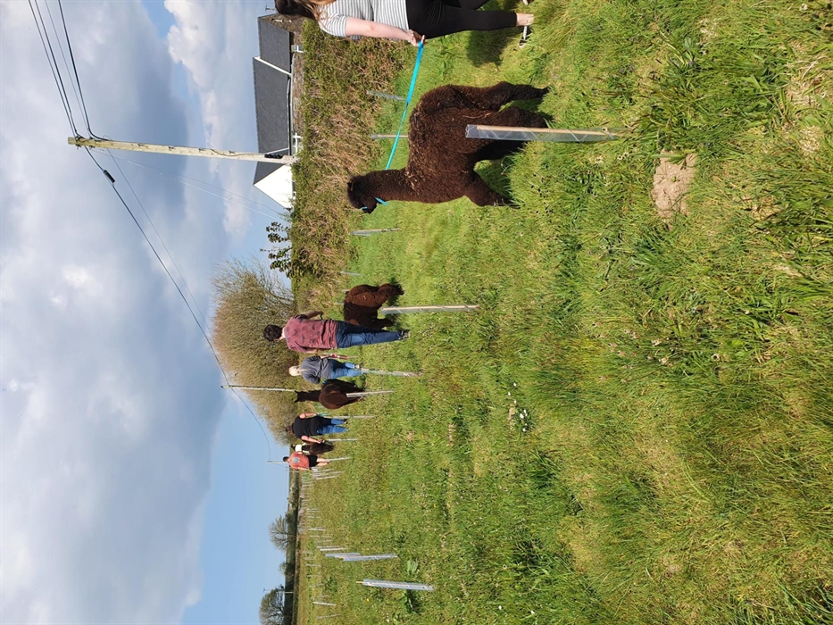 Alpaca Walking at Sweet Home Alpaca