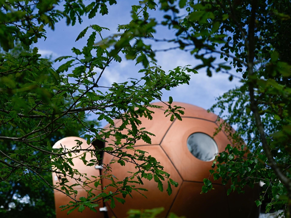 Peeping out from behind the trees...