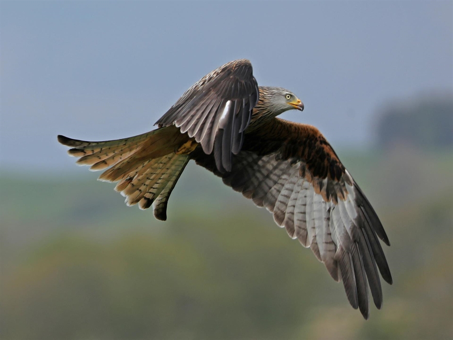 You will see many Red Kites flying above. Our guest was lucky to capture this shot from the patio.