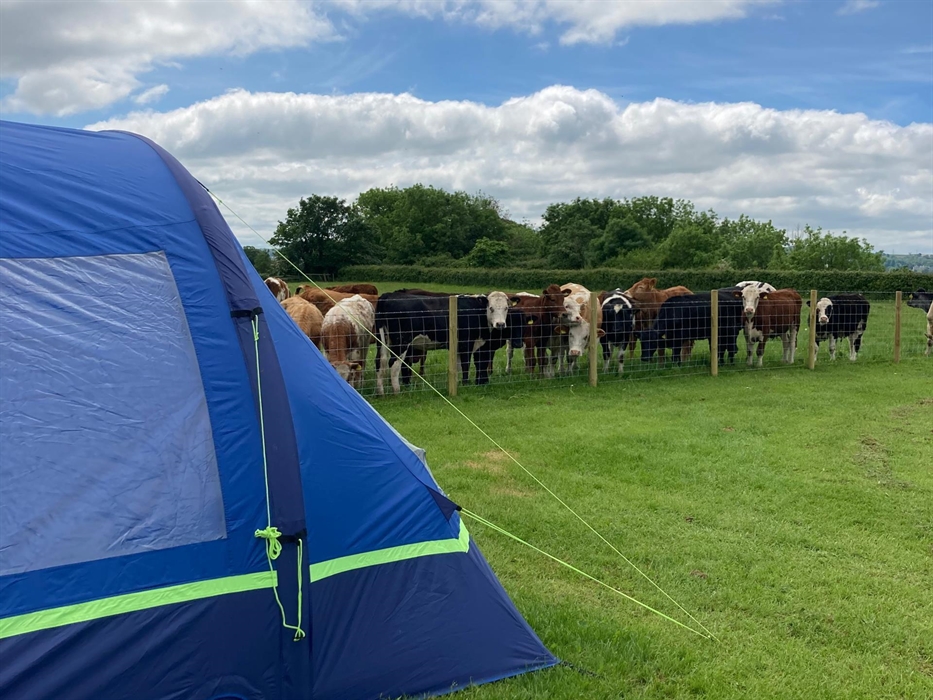 tent with cows in field by fence