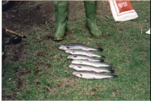 Llyn Crafnant Trout Fishing