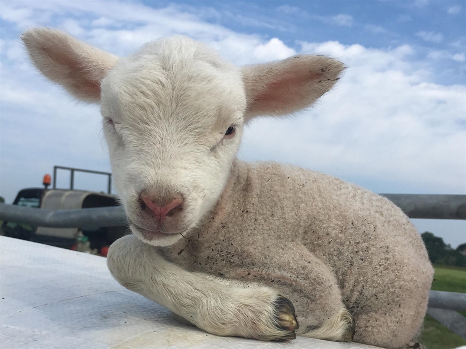 lamb sat on sheep wool sack