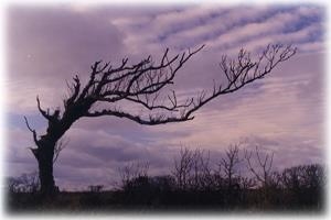 Previaling Winds, Llandaloy