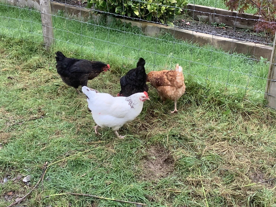 A few of our chickens enjoying being outside