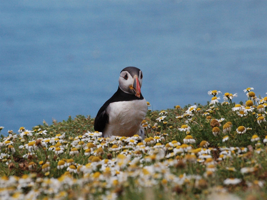 Puffin in daisies on Skomer Island.