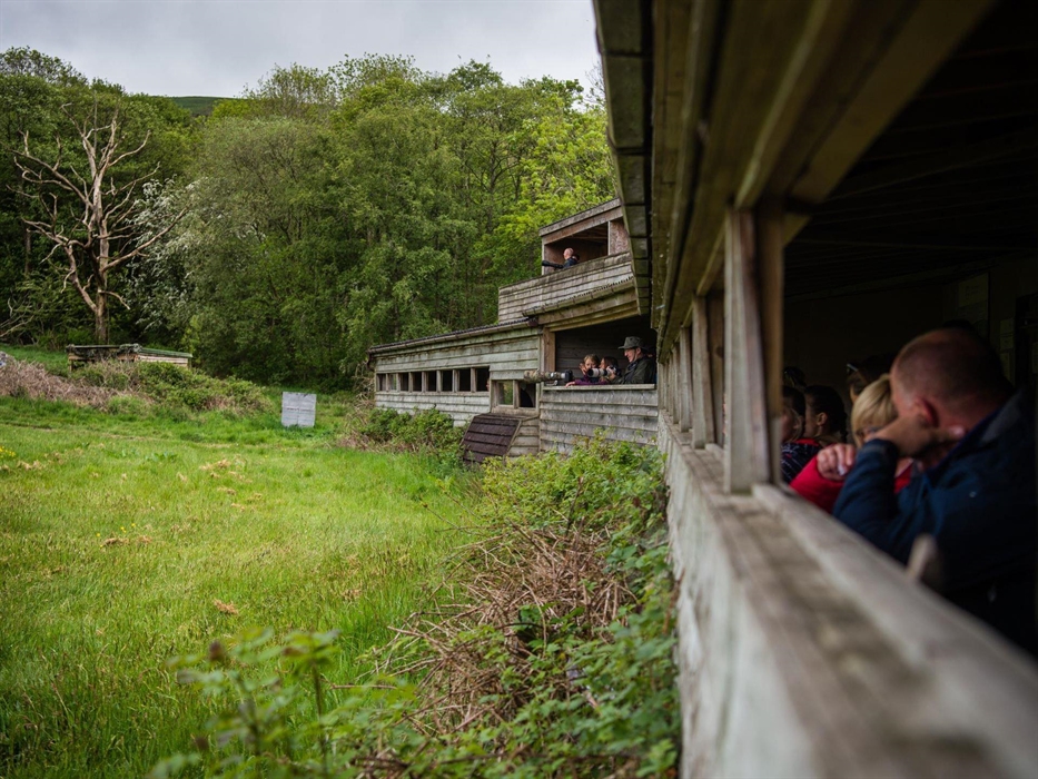 Gigrin Red Kite Feeding Centre