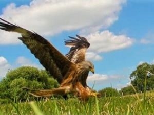 Gigrin Red Kite