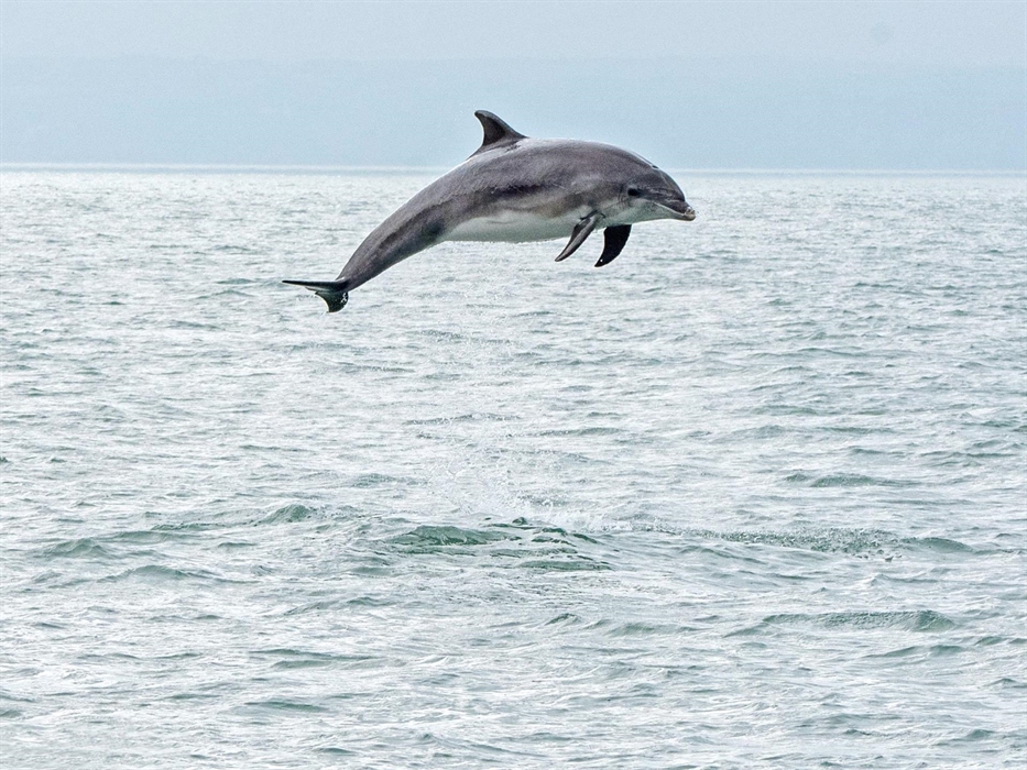 A young bottlenose dolphin breaching high into the air near our dolphin spotting boats Ermol 5 and 6 during a trip along the Cardigan Bay Special Area