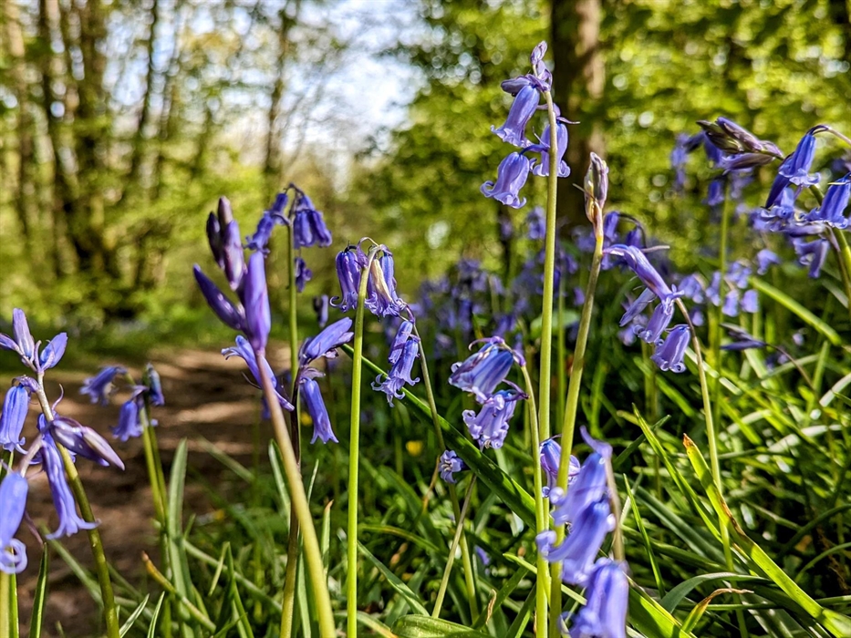 Bluebells in the meadow with trees and a blue sky in the background.