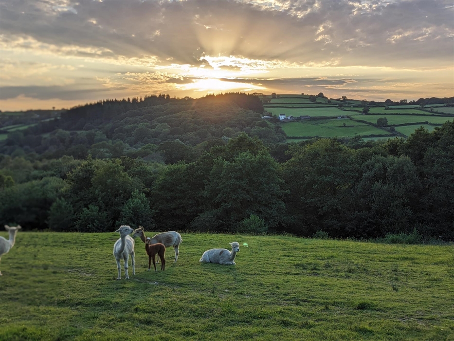 In the summer we offer sunset with the alpaca experiences. Enjoy toasting marshmallows over the open fire and take in the glorious views.