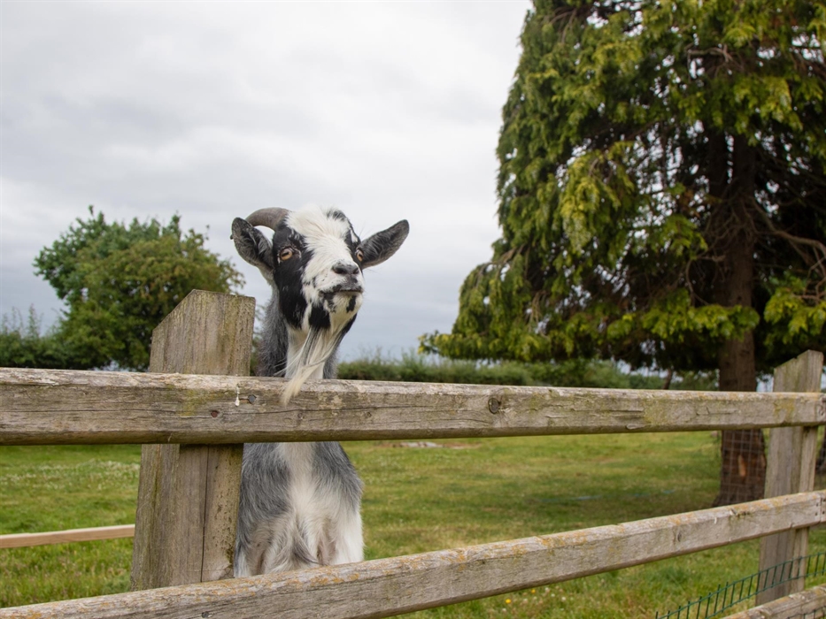 This is Digby one of our goats.